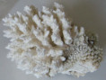 /products/astralium-rhodostoma-with-coral/